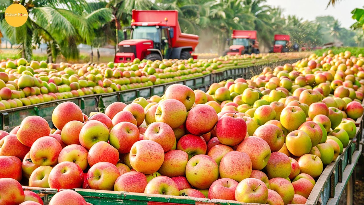 Why Are Japanese Apples the Most Expensive in the World? | How Apples Are Grown & Harvested in Japan