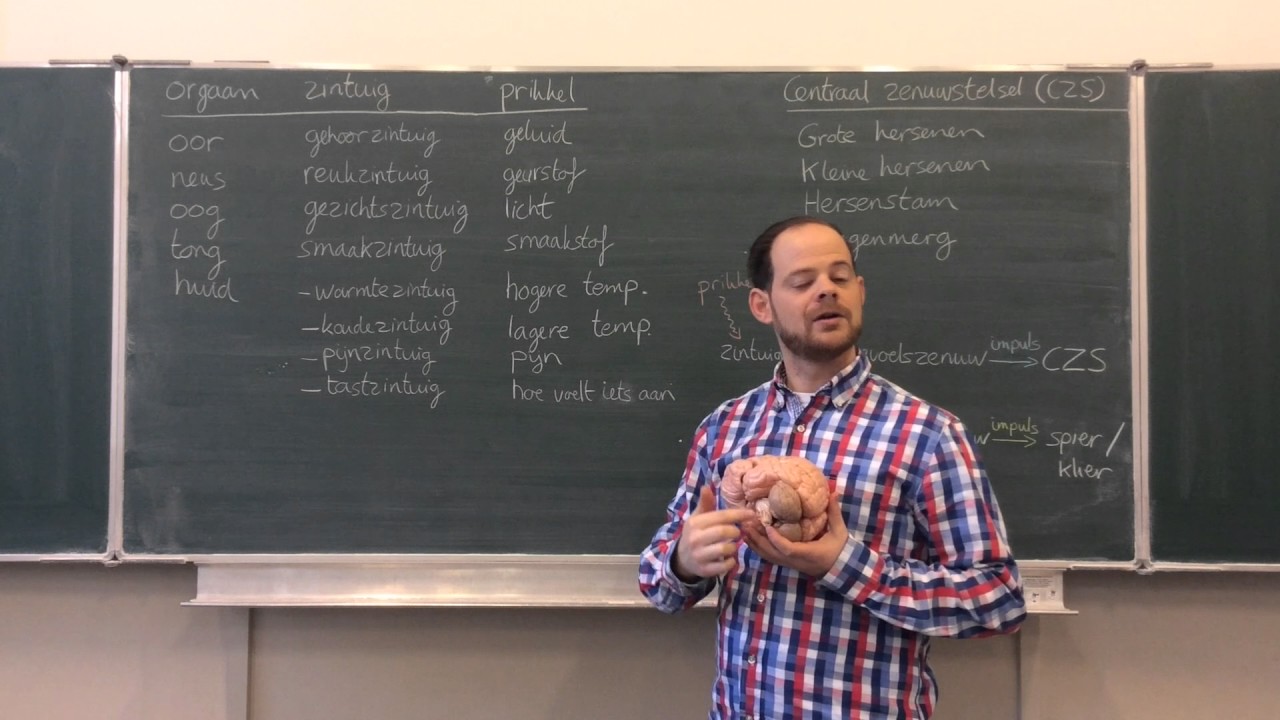 Biologie van Tim - Zintuigen, impulsen en CZS