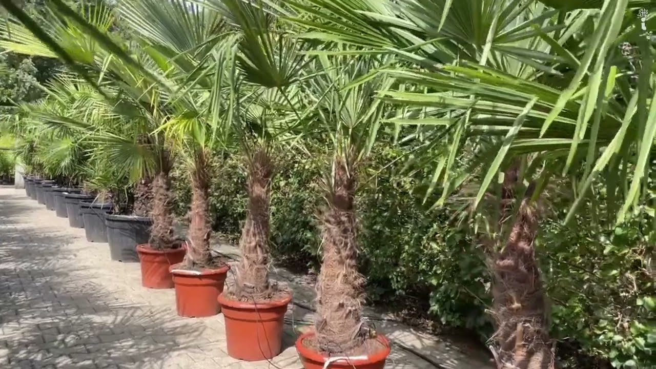 Hanfpalme kaufen - Trachycarpus fortunei