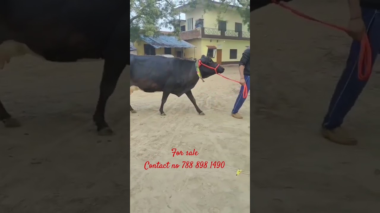 Top Quality Hf, jersey, cross breed, sahiwal, Gir cow available for sale every time ⌚