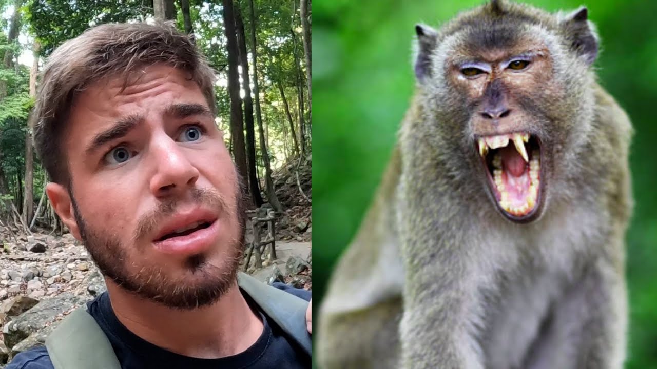 Monkey's in Malaysia are NOT cute - Chased on the Penang Hill 🇲🇾