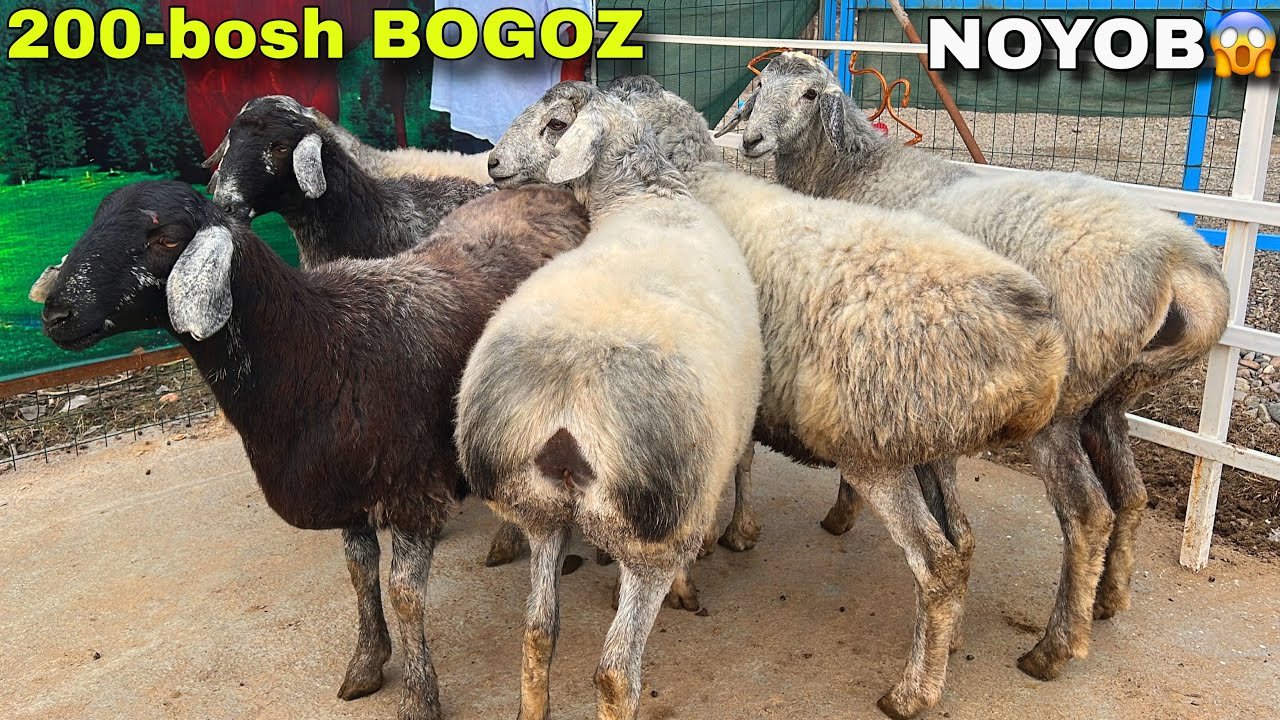 😱🐏 DILMUROD HOJIGA 200 BOSH DAXSHAT BOGOZ SOVLUQLAR KELDI 🔥 
