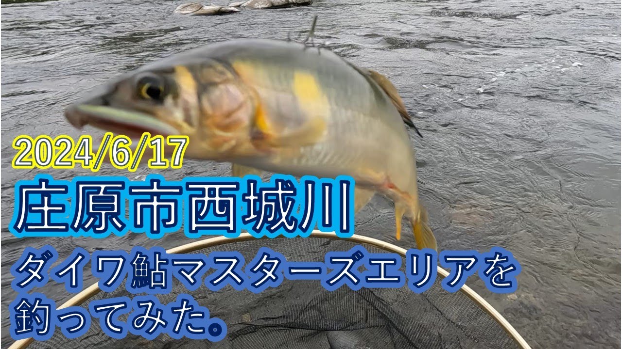 広島県庄原市西城川、ダイワ鮎マスターズエリアを釣ってみた。2