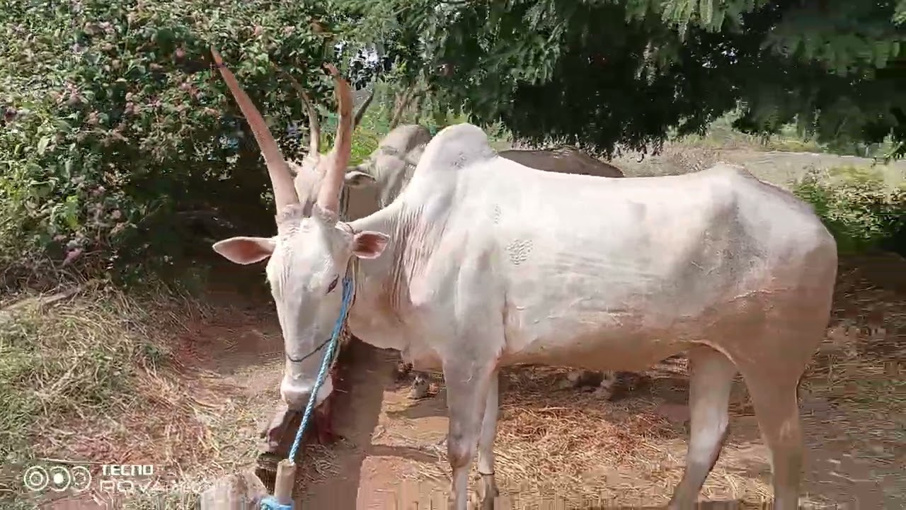 ಶ್ರೀರಂಗಪಟ್ಟಣ ತಾಲೂಕು ರೈತರ ಊರು ಮಹದೇವಪುರ ರೈತ ಮಹಿಳೆ 80 ವಯಸ್ಸಿನ ಮರಿಯಮ್ಮ ಸಾಧನೆ ಭಾಗ 1