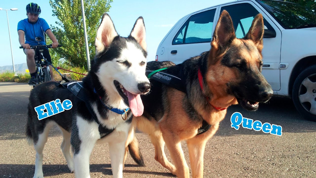 Bikejoring Ellie & Queen - Dog Adventure
