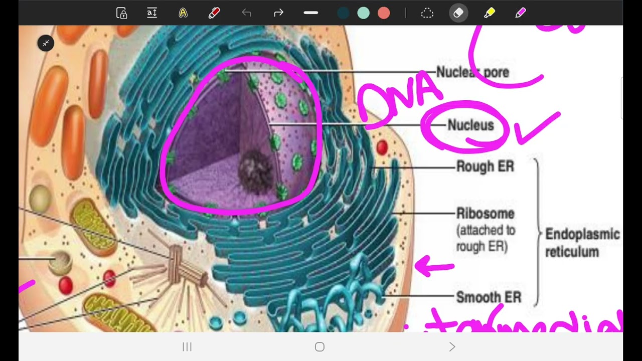 Physiology Lec 1 part 1 (BUC)