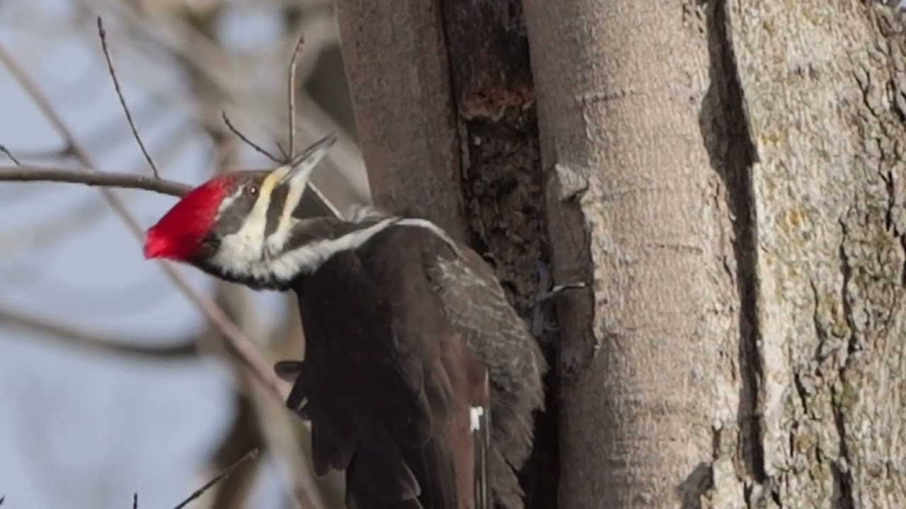 Pileated Woodpecker, Slow Motion