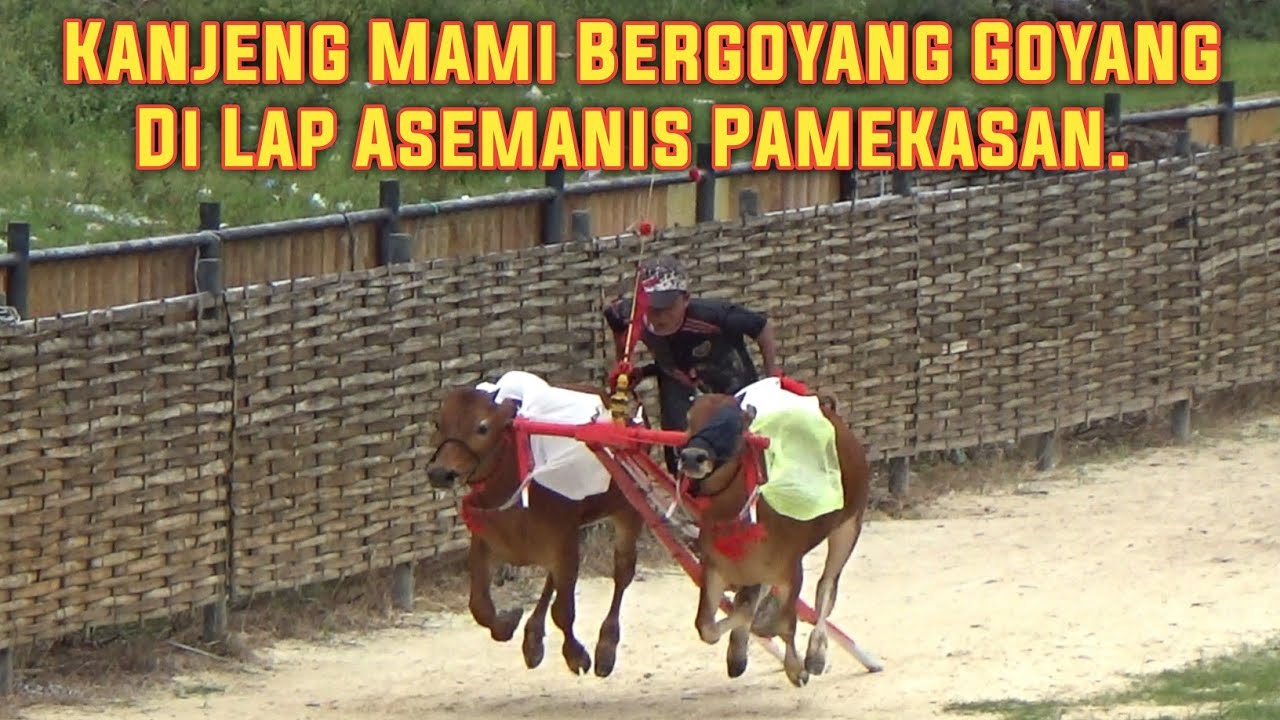  Sapi Tim Kanjeng Mami Bergoyang Goyang Di Lap Asemanis Pamekasan. 