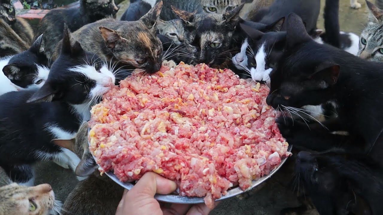 I feed them raw chicken at the morning | Feeding the hungry cats |
