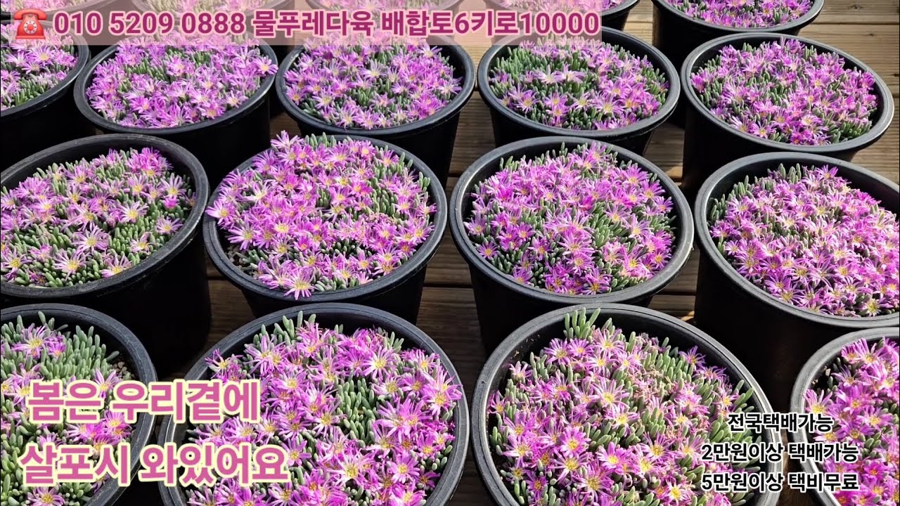 2/26(마이바흐.블랙레드벨벳.페스티발.칼라윈드.핑크마녀.체리쉐도우.미유미유.레드벨벳.나비로제.퍼플딜라이트.별의눈물