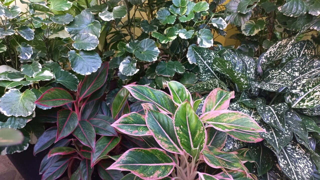 30 Plantas de Sombra de folhagens coloridas cultivadas em vasos.