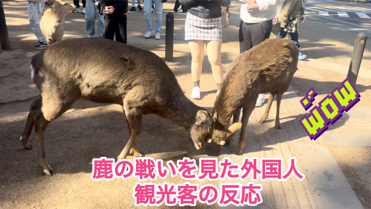 鹿の戦いを見た外国人観光客の反応🫎NARA  PARK