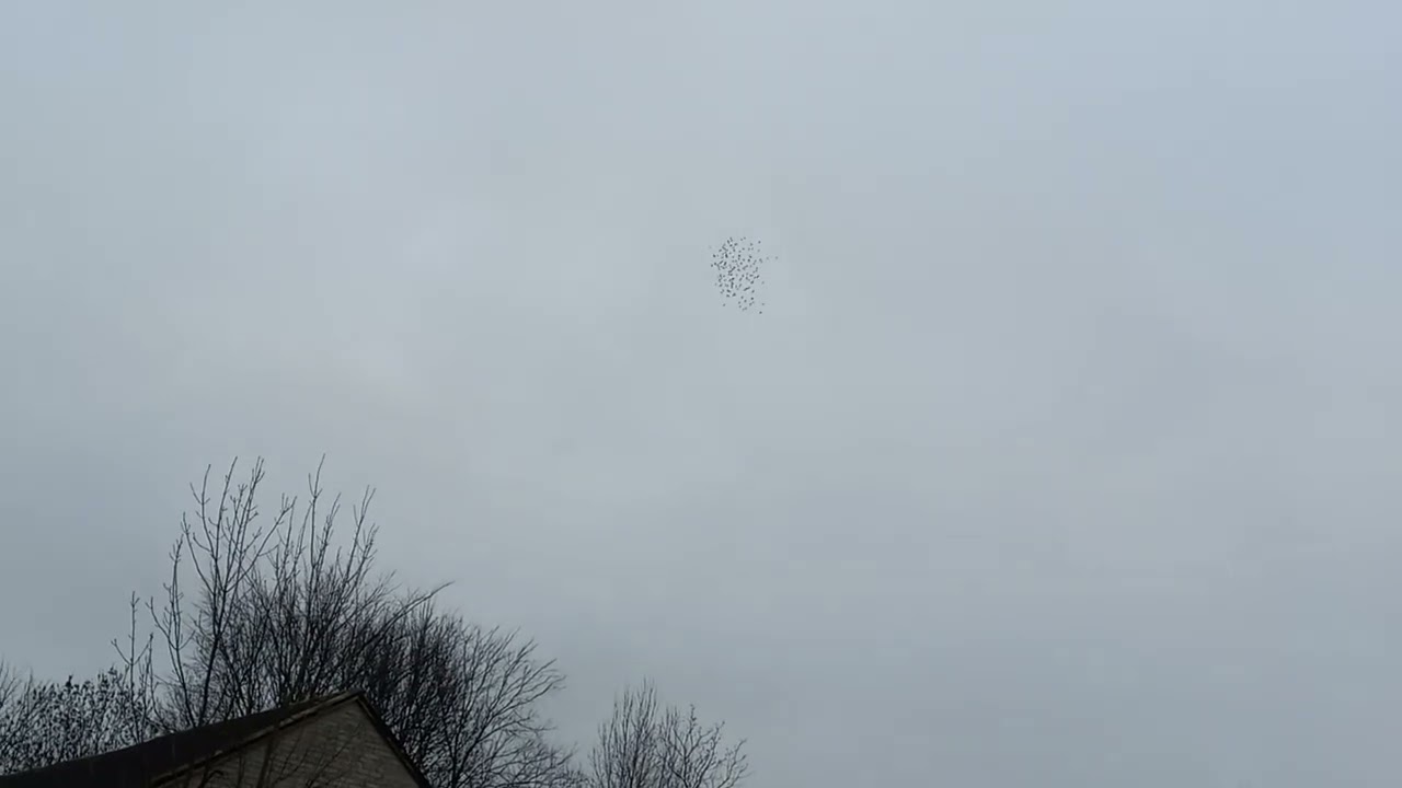 KRÓL PARYSOWA 🤣🤣🤣🤣🤣🤣🤣🤣🤣🤣🤣🤣🤣🤣🤣🤣🤣🤣🤣