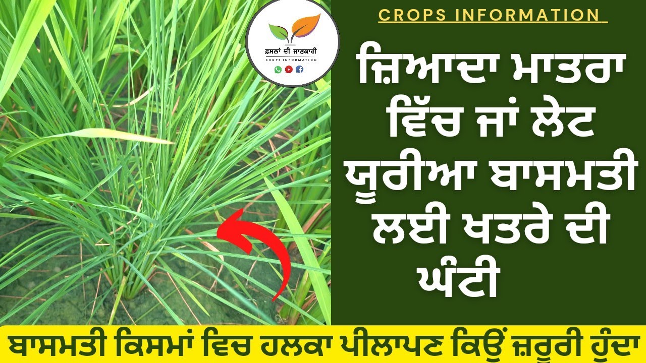 Basmati 1121, 1718 and 1509 last urea dose and problems