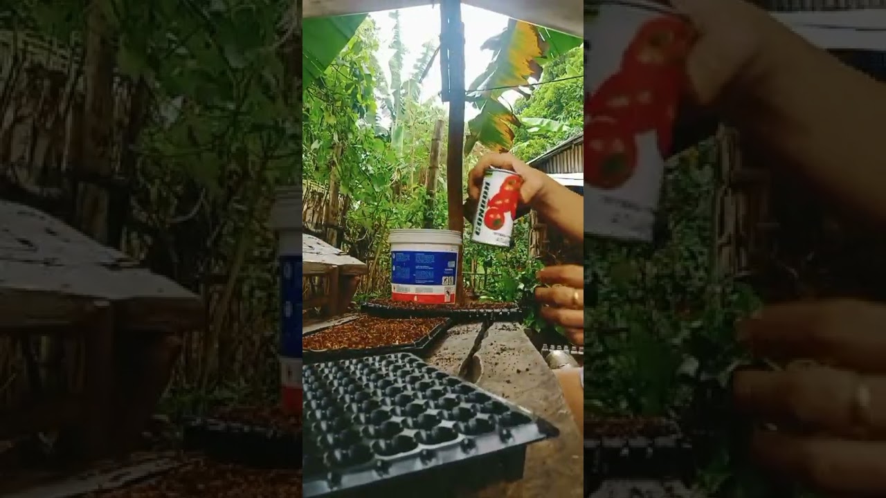 Growing Hybrid Tomato F1 Atlas