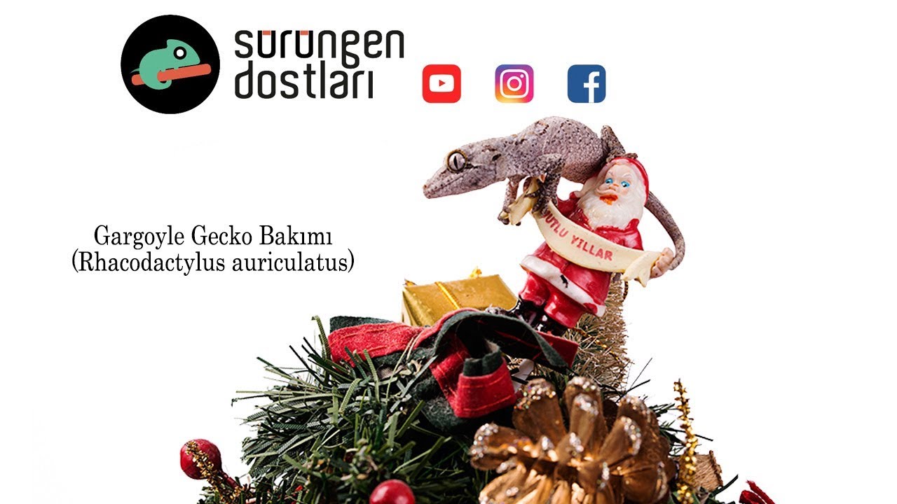 Gargoyle Gecko Bakımı [ Rhacodactylus auriculatus ] Mutlu Yıllar