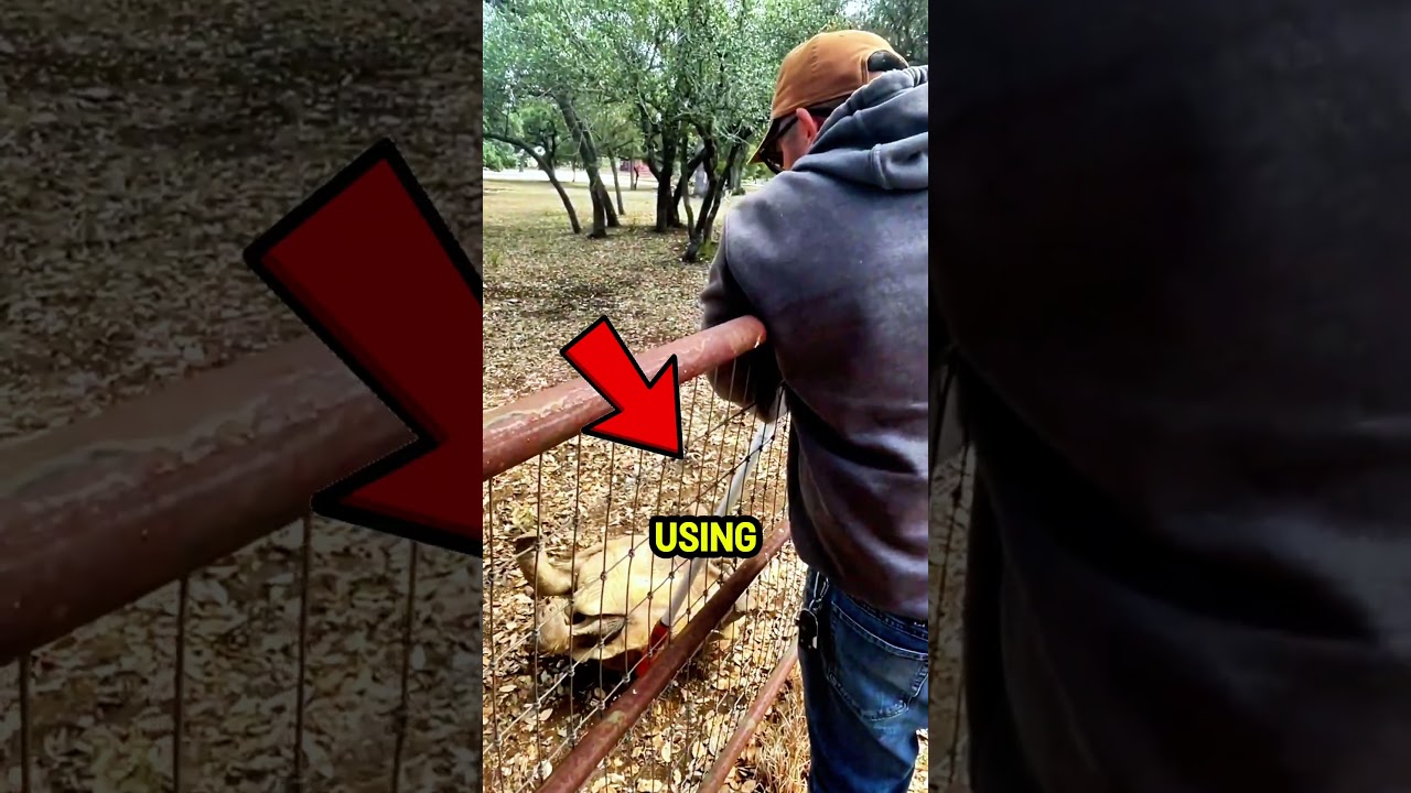 Эту черепаху перевернули на 4 часа. 😱💀🙏 #шорты