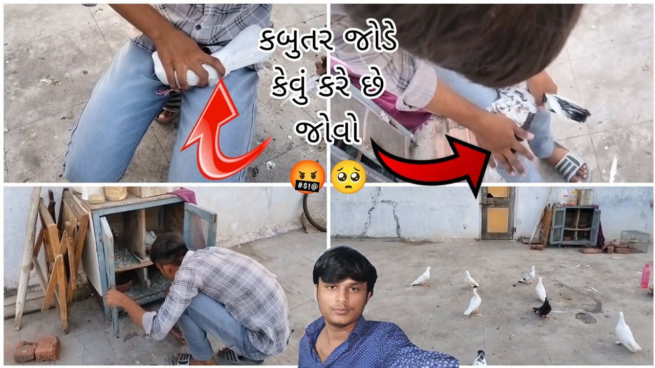 કબુતર જોડે કેવું કરે છે જોવો 🤬🥺@BirdpetsDmvolg #dailyvlog #birds #kabutar #viral #parrot #cockatiel 