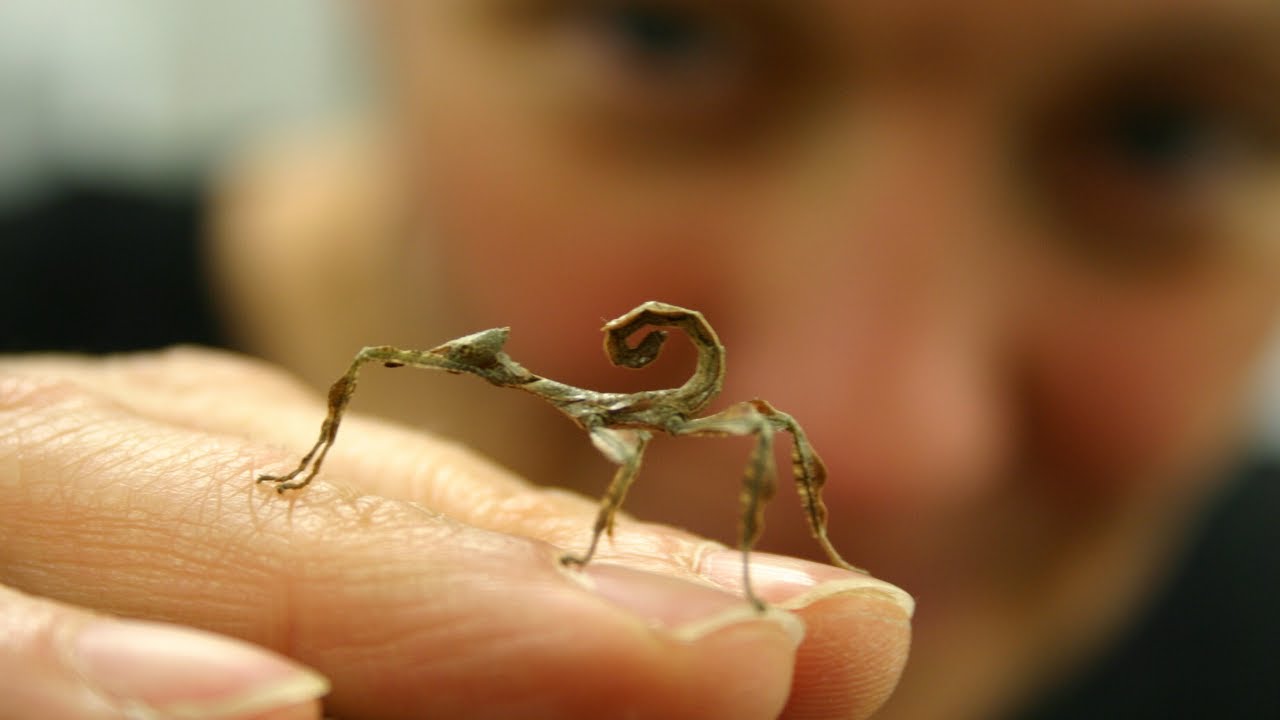 Inside the University's Insectarium