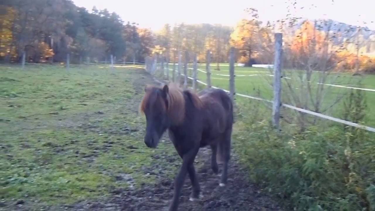 Pferdeweide