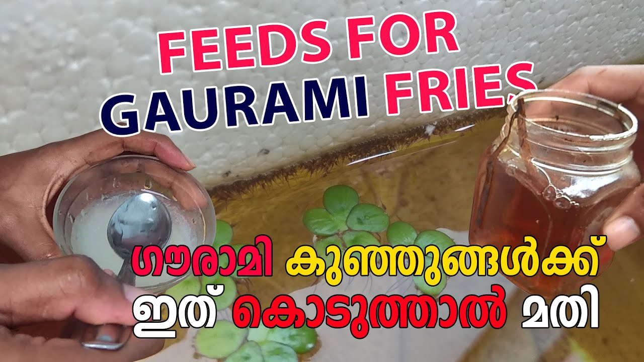 GAURAMI FRY FEEDING & CARE MALAYALAM | TIME PASS MADS |