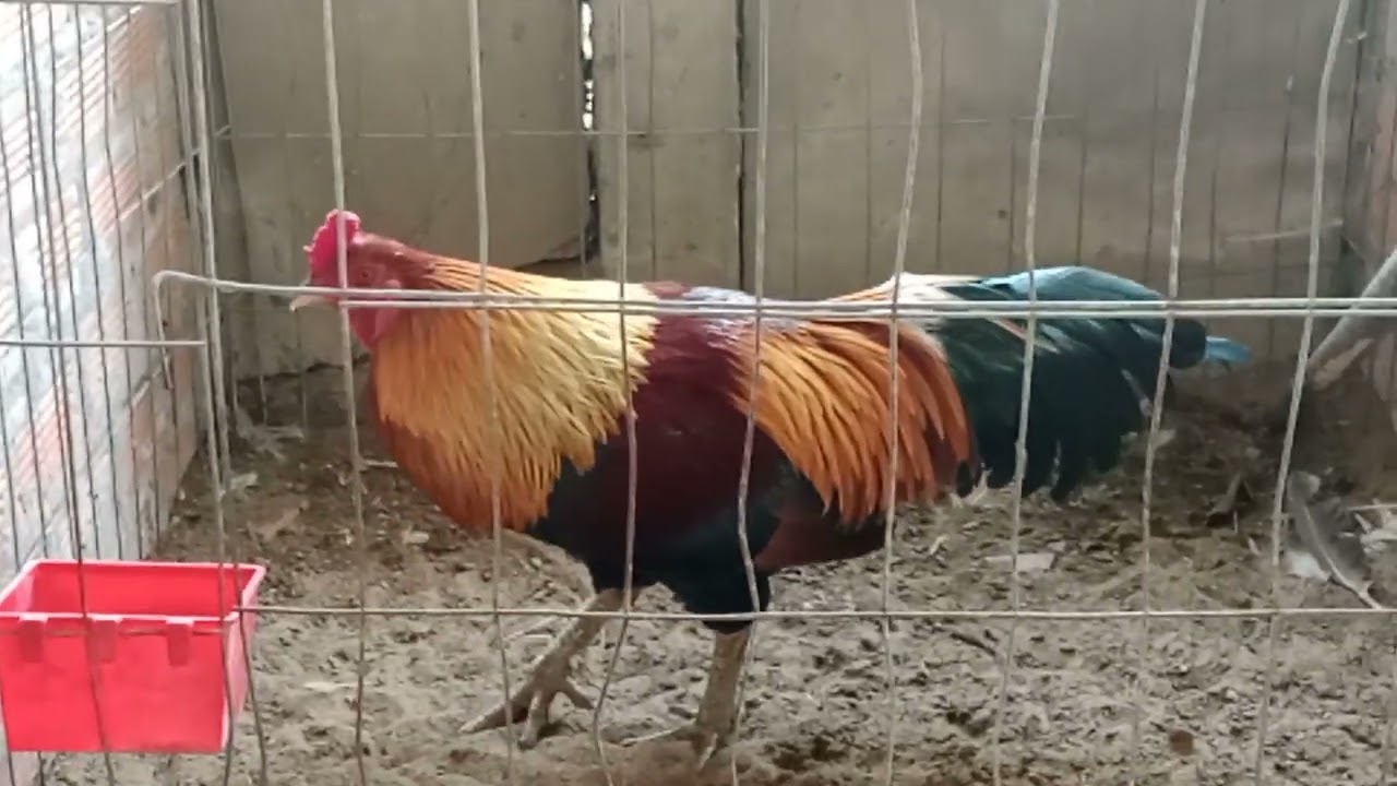 09187oai75934 tặng gà mái ngày 9 tháng 1 năm 2026