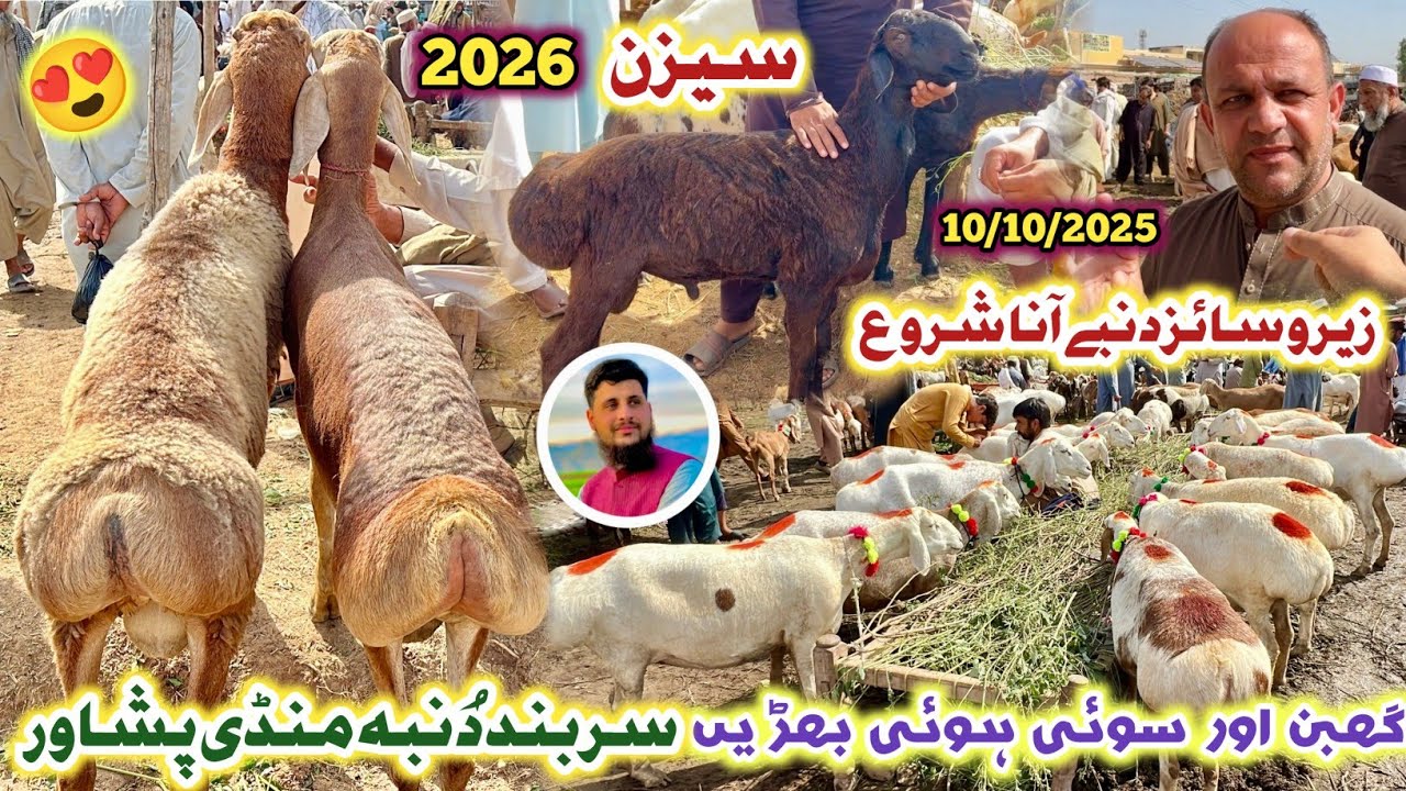 Dumba Mandi Peshawar New Updates 10 Oct 2025 | Zero Size Turkey Balkhi Sheep Season 2026 | Izhar Ali
