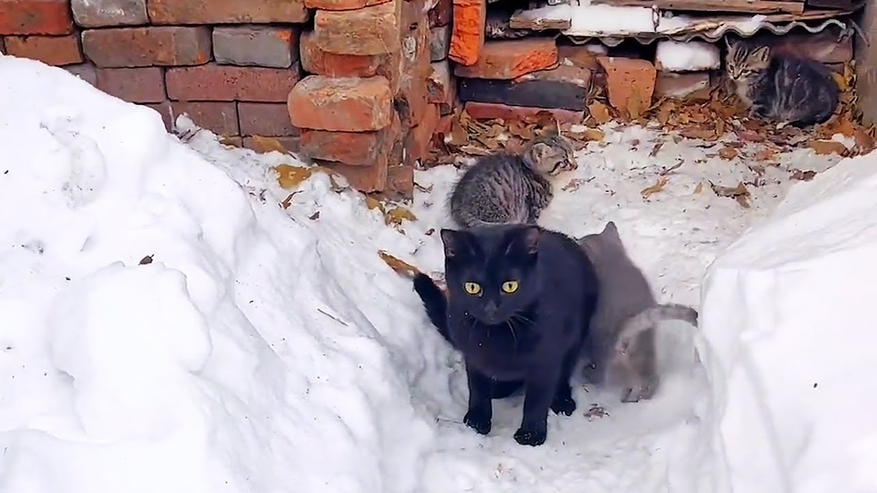 大雪天，貓媽媽帶三隻小貓前來投奔！