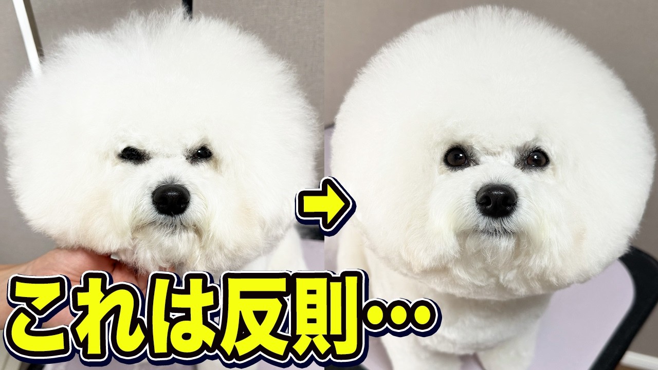 ここまで丸くできる？理想のまんまるカット【ビションフリーゼ】