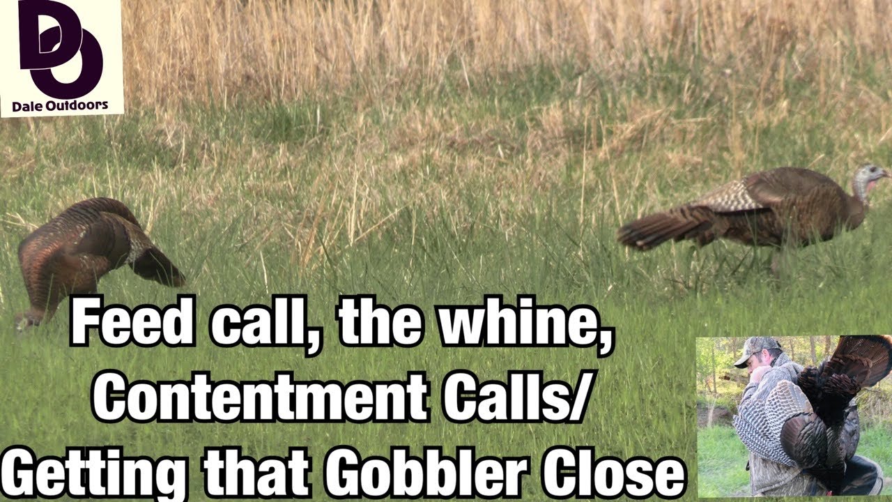 Feed Call/Whine, Contentment Calls/  Getting that GOBBLER Close