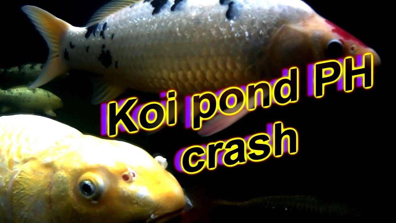 ***KOI POND PROBLEMS*** PH FISH KILLER***KEEPING A GOOD PH LEVEL IN YOUR KOI POND*** AND KH***