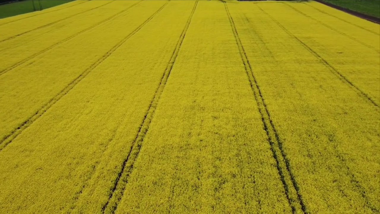 Rapeseed just reaching Full Bloom from the air