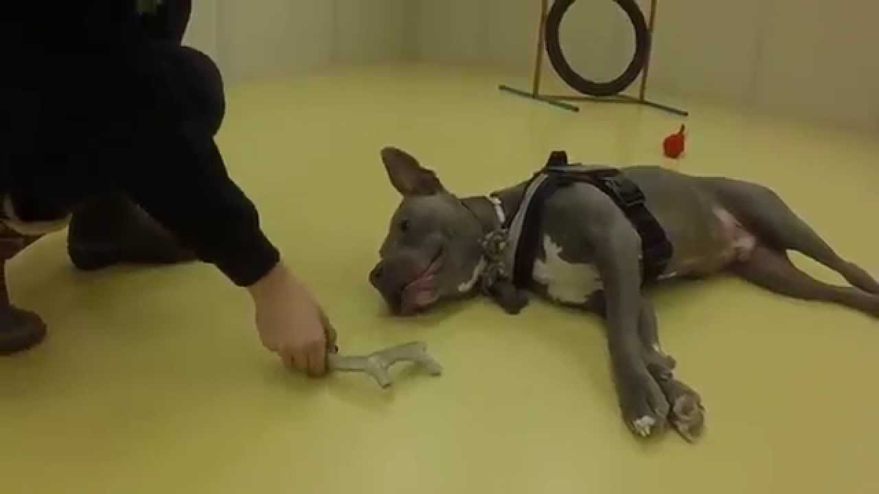 Dog Brain Training: 5 Fun Ways to Mentally Stimulate Your Dog