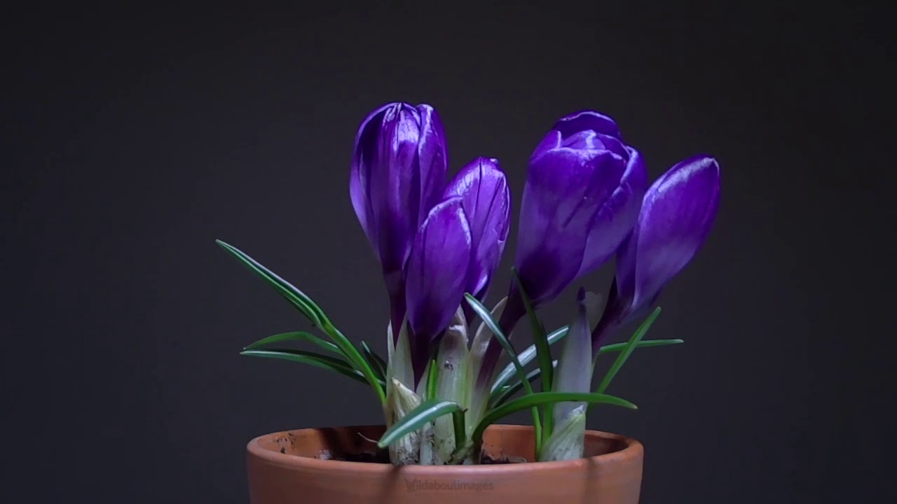 Flowers Crocus time lapse