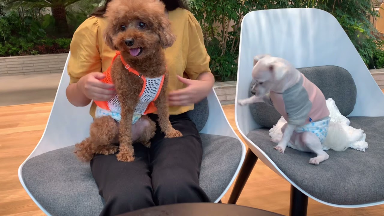 Vlog l 주인, 강쥐들 모두 신난 애견카페 나들이 일산 피터펫츠 내유점 방문기