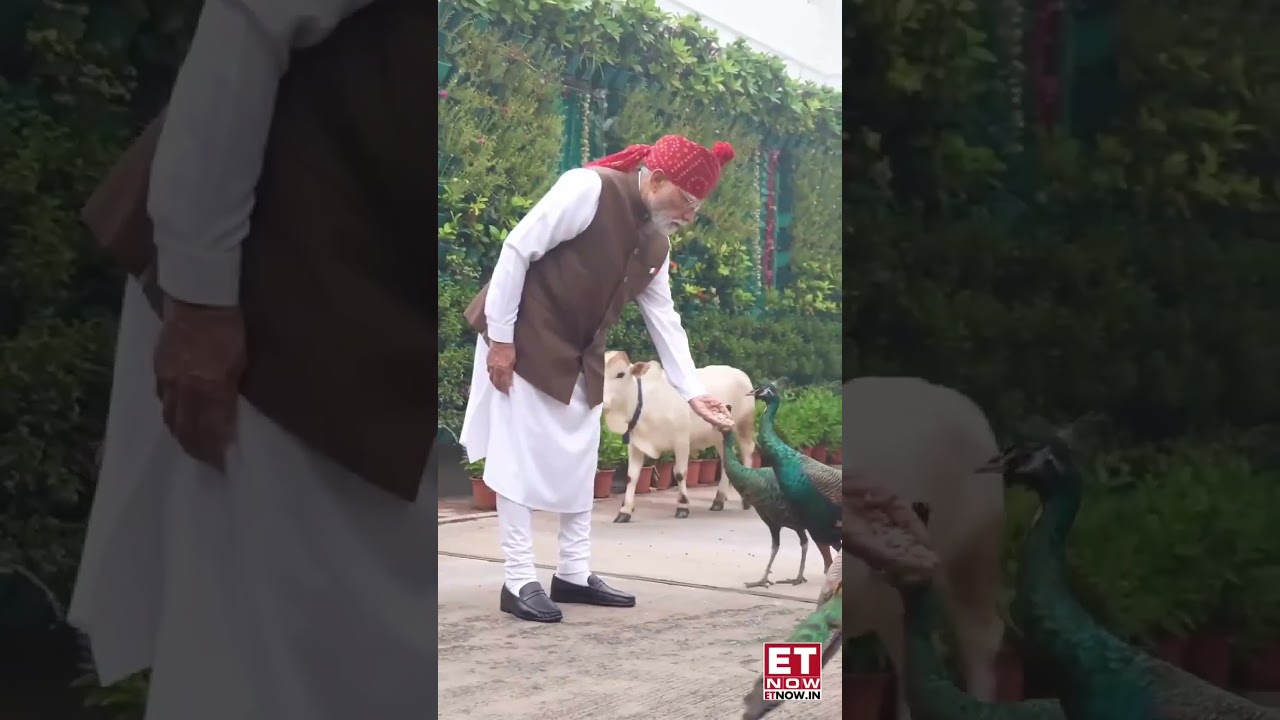 PM Modi's Quiet Independence Day Morning: Cows And Peacocks Came To Meet Him | Top News | ET Now