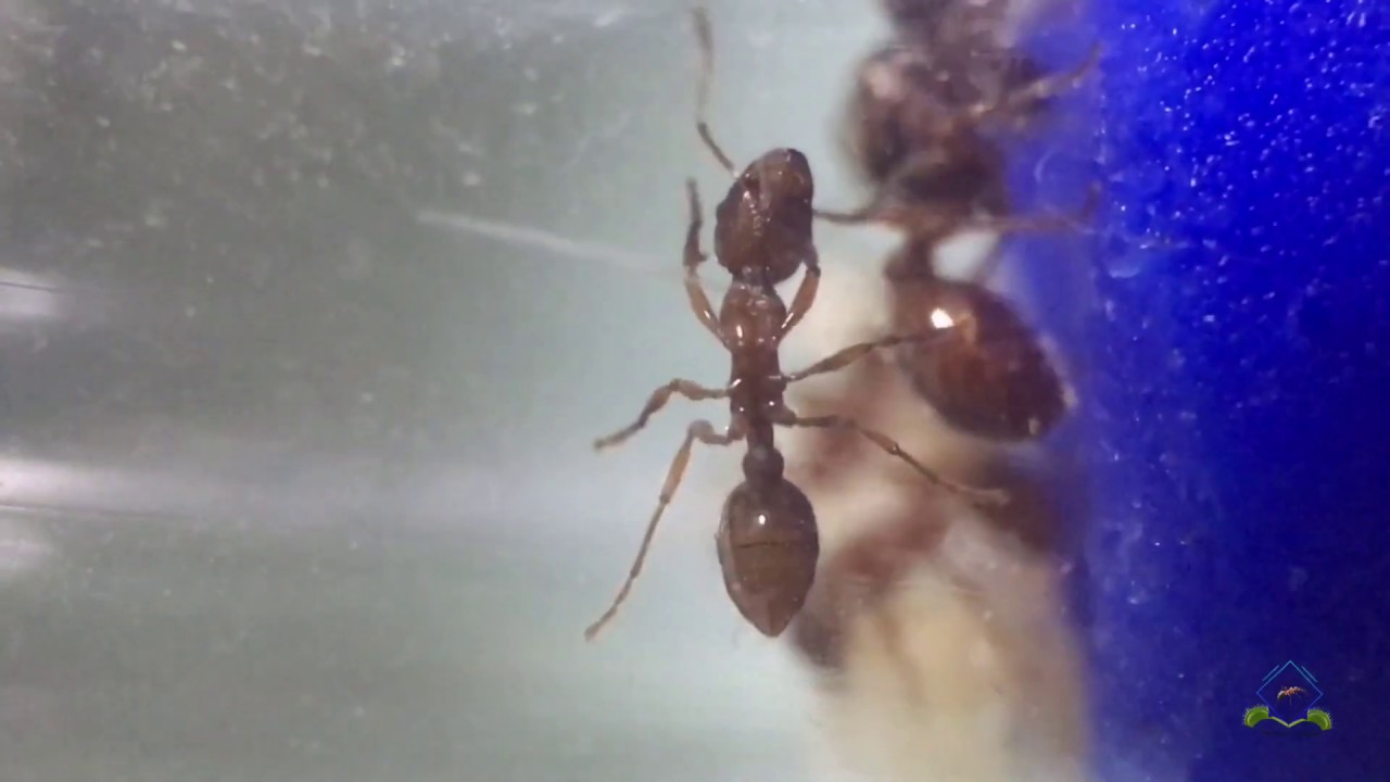 Myrmica rubra содержание 🐜