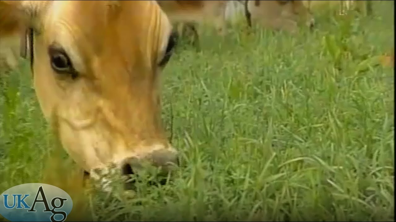 Grazing Alfalfa - Part 1/2