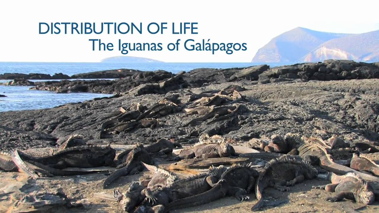 Richard Dawkins: Distribution of Life: The Iguanas of Galápagos