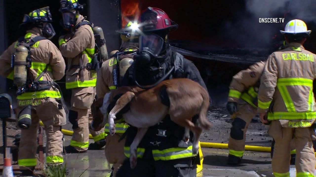 Firefighters Rescue Dogs From Burning Home In Carlsbad
