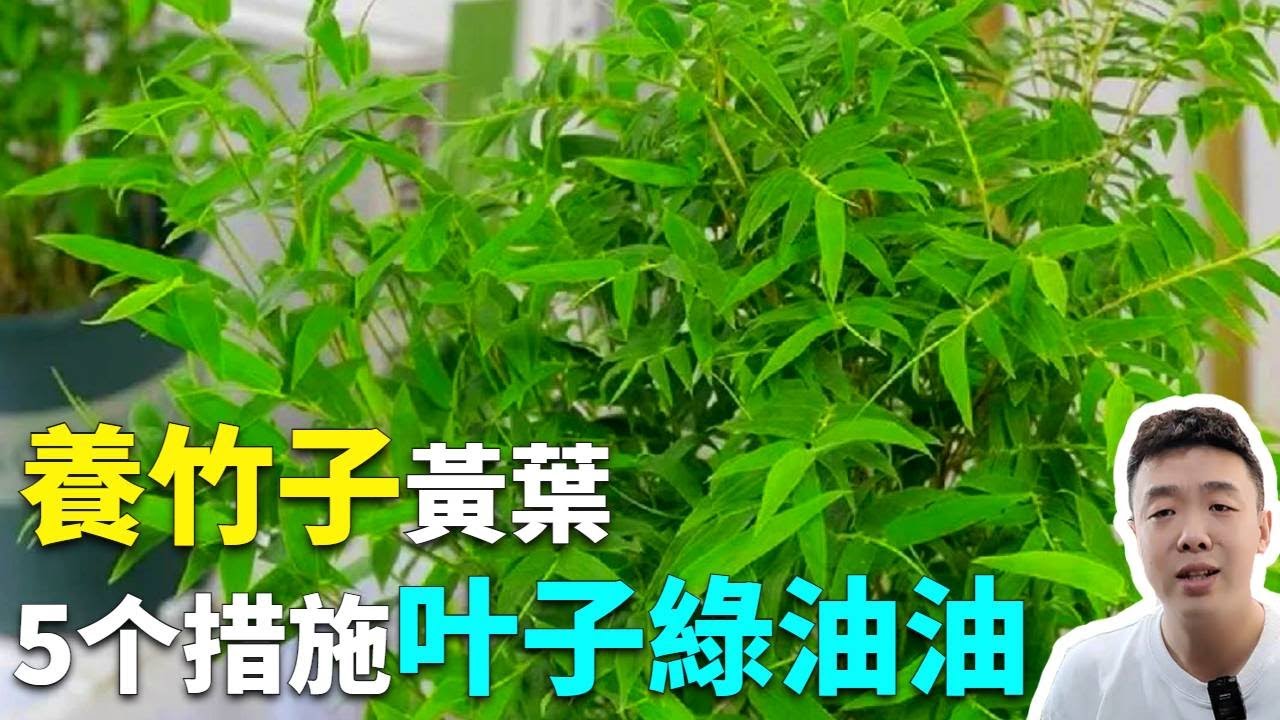 盆栽竹子總黃葉？注意3個點，葉子綠油油，跟黃葉說再見！|禪意綠植工作室