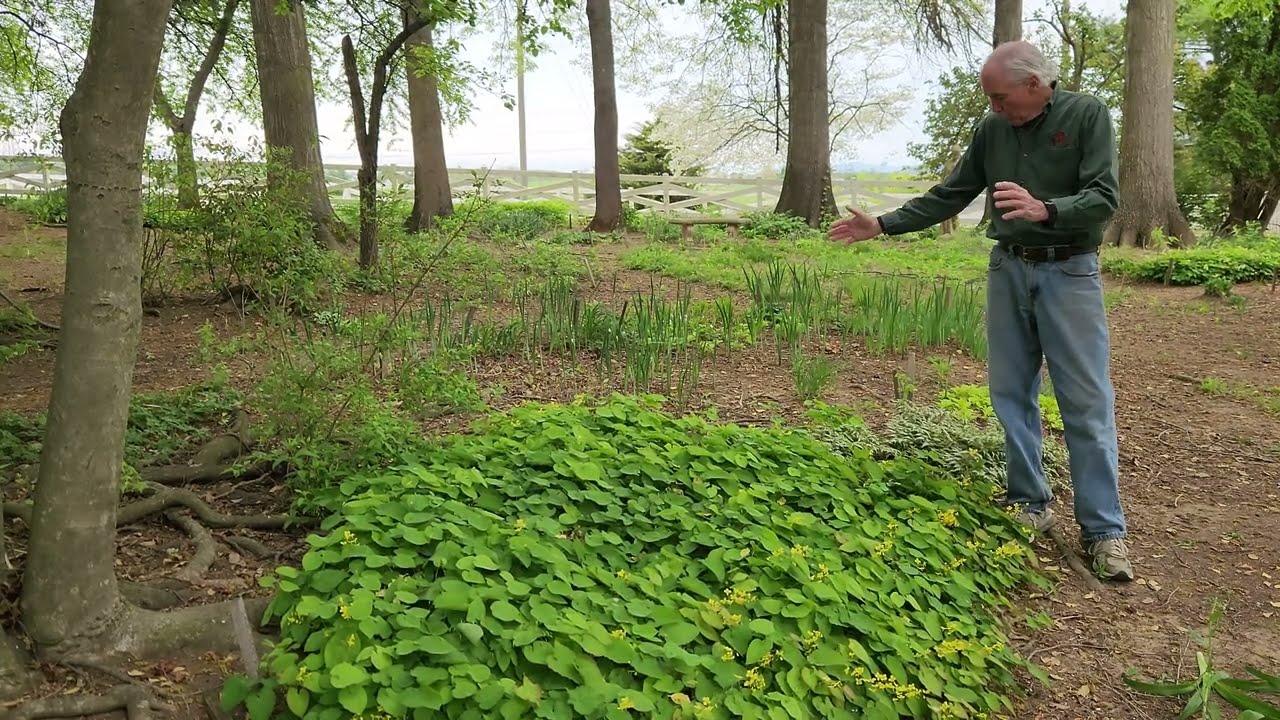 BARRENwort BEST groundcover for shade and dry soil. Epimedium grows best under trees?