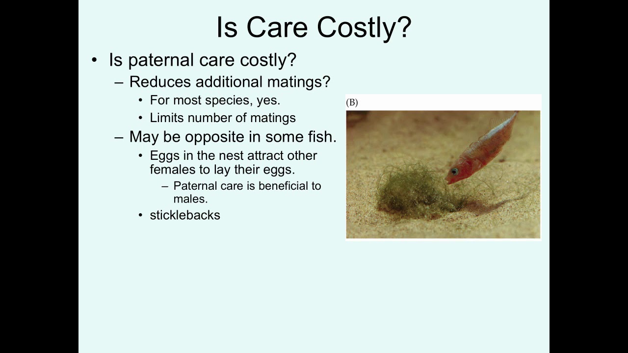 Video 19  Parental Care I
