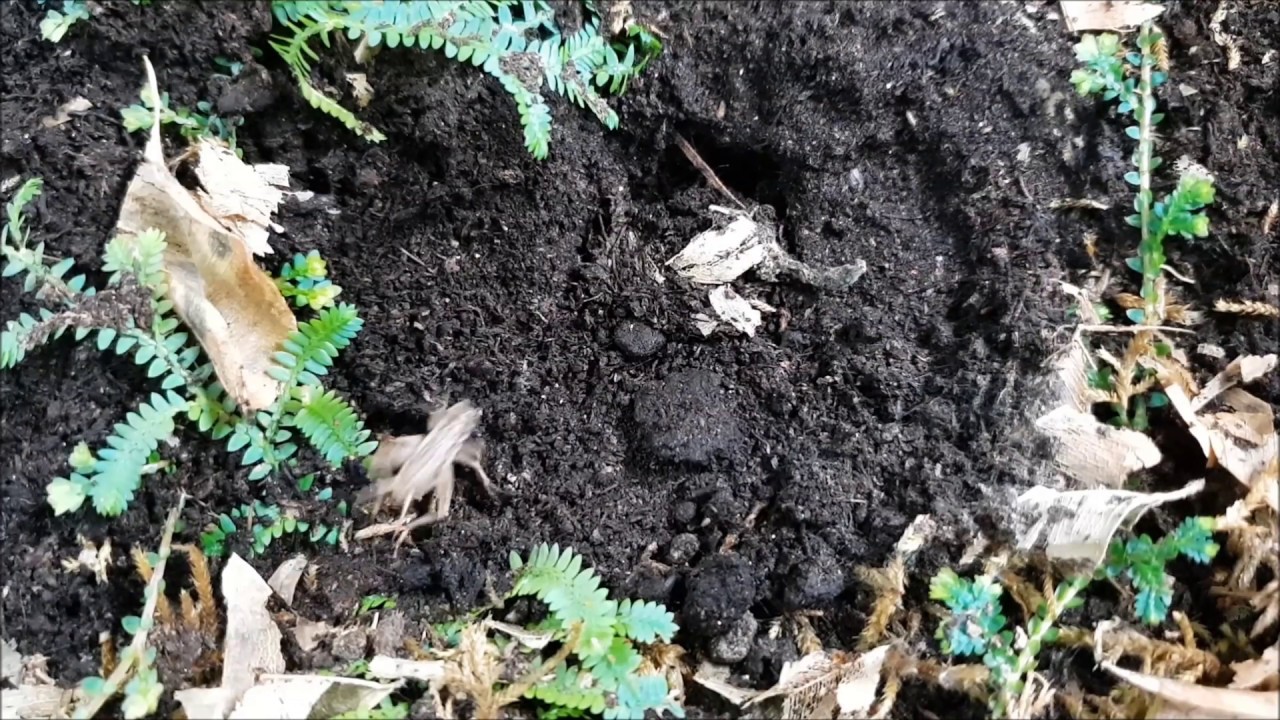 Fallt&uuml;rspinne aus Costa Rica - Beutefang in slow motion