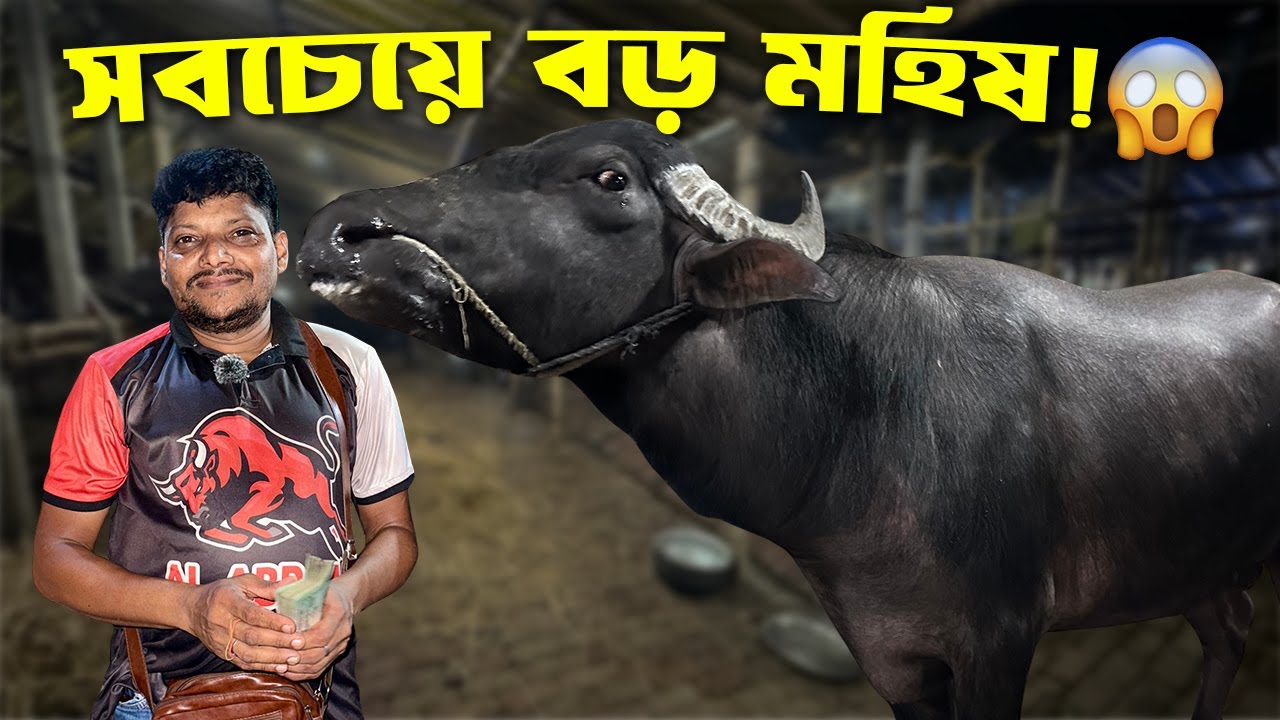 গাবতলী হাটে আকরাম ভাইয়ের জীবনের সবচেয়ে বড় মহিষ! 😱 | Allahor Daan Mirpur 11 | Pura Bangla
