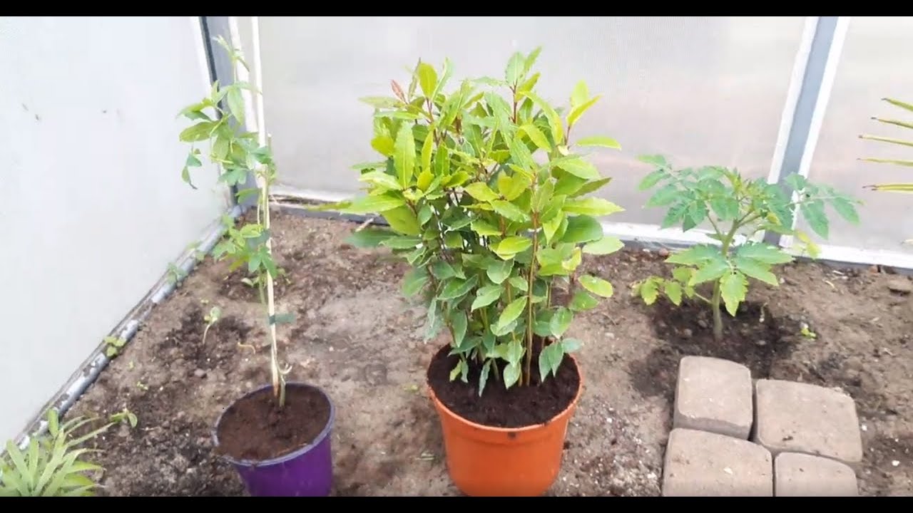Passiflora Constance Elliott i liść laurowy | przesadzanie odc. 23