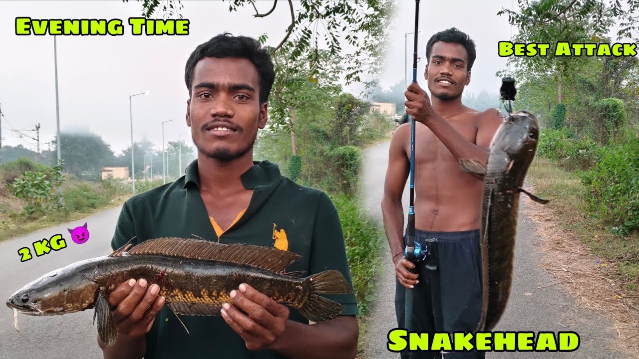 ଘାଇଲା ହେଲା ଆପଣ ମାନଙ୍କ 😭 Odia Fisherman || Big Snakehead Fish Attack Me || 😈