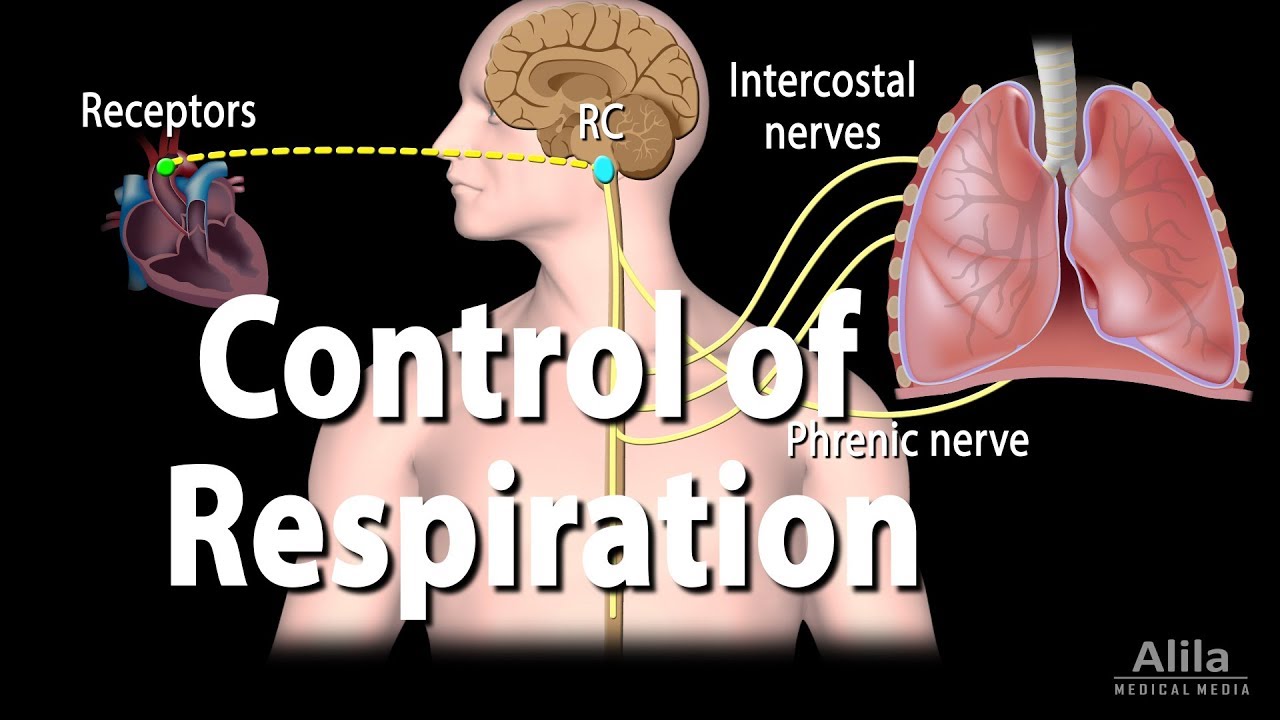 Control of Ventilation, Animation