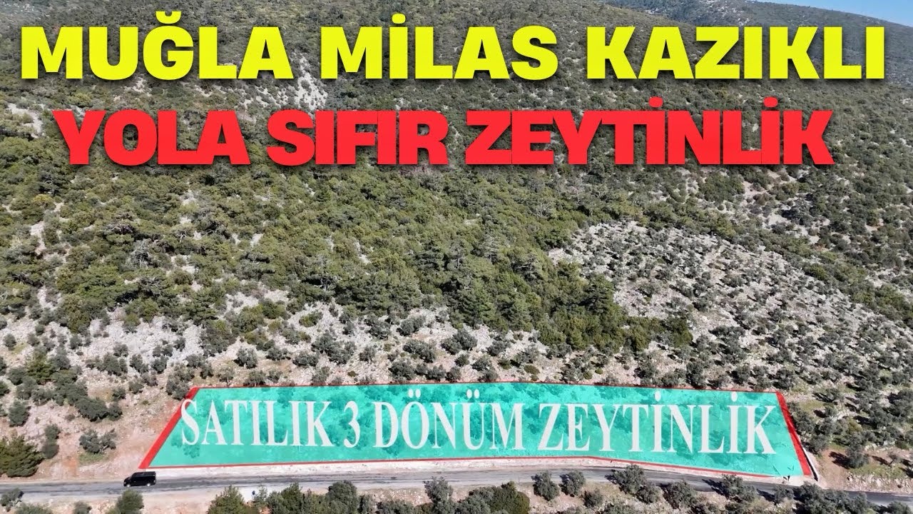 YOL CEPHELİ 3 DÖNÜM ZEYTİNLİK FIRSATI!MUĞLA MİLAS KAZIKLIDA DENİZ MANZARLI YOLA SIFIR #zeytinlik