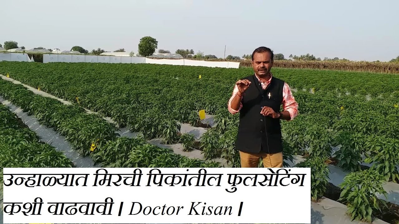 उन्हाळ्यात मिरची पिकांतील फुलसेटिंग कशी वाढवावी । Doctor Kisan ।